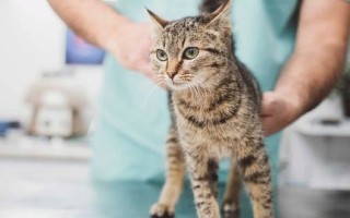 Как лечить Мастопатию у кошек