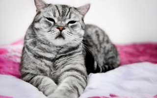 Порода кошки из рекламы Вискас