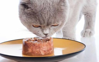 Признаки почечной недостаточности у кошки симптомы и лечение диета и корм стадии хроническая недостаточность
