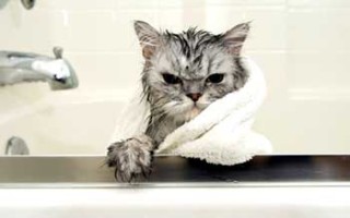 Как купать кошку как часто мыть чем шампунь мыло