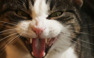 Почему кошка скрипит зубами и как-будто что-то жут отчего это