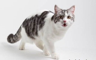 Шотландская длинношерстная кошка (Хайленд-страйт): фото и описание породы