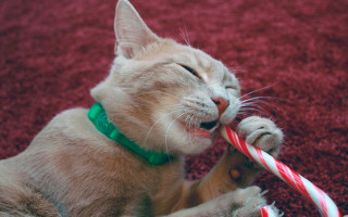 Почему кошкам нельзя есть сладости и шоколад? Можно ли котам давать сладкое.