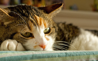 Гепатит у кошек: симптомы и лечение