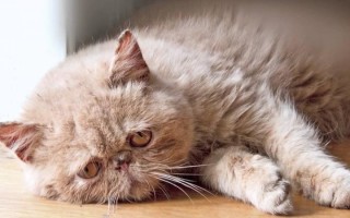 Как вылечить вирусный лейкоз у кошек