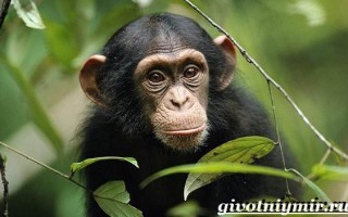 Продолжительность жизни шимпанзе