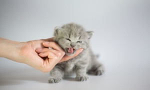 Народные средства от глистов у кошек: как быстро вывести
