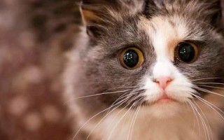 Рвет кошку и она ничего не ест: Как помочь кошке? Инструкция что делать, если кота тошнит  Фото и Видео