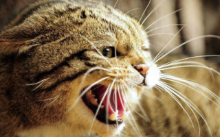Бешенство у кошек – как можно заразиться от животного, как лечится заболевание?