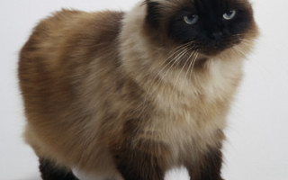 Гималайская кошка: фото, описание породы, характеристика
