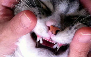 В каком возрасте происходит смена зубов у котят