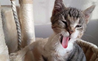У кота кашель и хрипы чем лечить: отхаркивающие средства для кошек