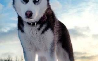 Сибирский хаски описание породы характер чем кормить стандарты уход и содержание