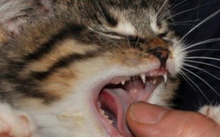 Смена зубов у котят: как происходит и когда, особенности ухода