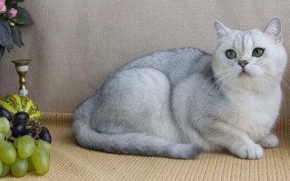 Сколько длится течка у кошек: Первые признаки и сроки