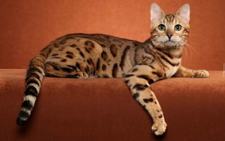 Бенгальский или леопардовый кот  домашний питомец с дикими предками