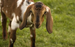 Нубийская порода коз: сколько дает молока, описание, характеристики