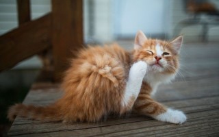Глисты у кошек и котов – симптомы, фото и лечение глистов у котят