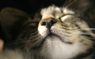 Почему кошка при дыхании сопит и хрюкает
