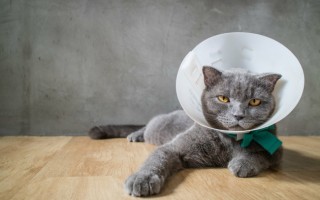 Защитный воротник для кошки средство барьерной терапии