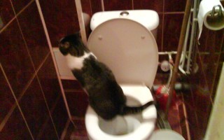 Кот часто ходит в туалет по маленькому