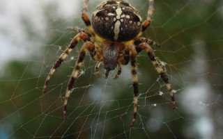 Опасное соседство — паук с крестом на спине. Паук крестовик – описание, ядовитый или нет?