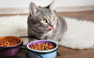 Рейтинг суперпремиум кормов для кошек 2019 года: лучшие корма премиум класса