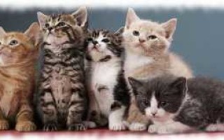 Интересные факты про трехцветных кошек. Бывают ли трехцветные коты или только кошки? И о чем говорит трехцветный окрас кошек? Породистые трехцветные кошки