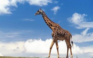 Детеныш жирафа называется – Как называются детеныши животных: называем правильно