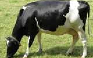 Какой должен быть пульс у коровы