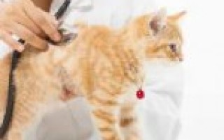 Травматин для кошек инструкция по применению, уколы, дозировка, отзывы, для животных, при родах, таблетки