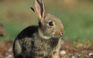 Болезни кроликов: классификация, симптомы, лечение