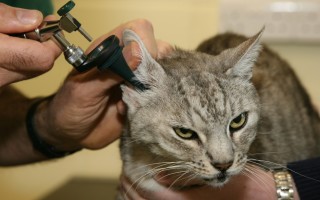 Как лечить ушной клещ у кошек