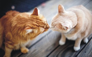 Как подружить двух кошек в одной квартире между собой?