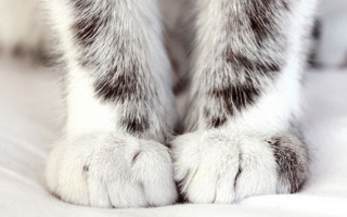 Почему кошки топчут нас лапками и мнут одеяло