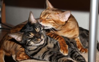 Правильная вязка кошек и котов: знакомство, спаривание и особенности гигиены