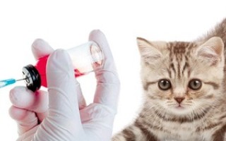 Прививки котятам шотландцам  обязательная вакцинация вашего питомца