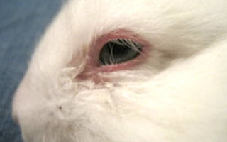 Болезни кроликов глаза и глазные заболевания