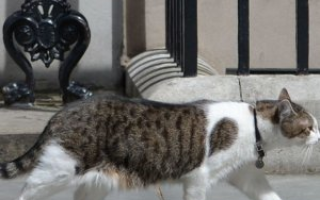 Почему кошка хромает на переднюю лапу без видимых повреждений что делать