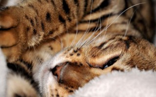 Сколько кошка может прожить без еды и без воды – Zverki.Click