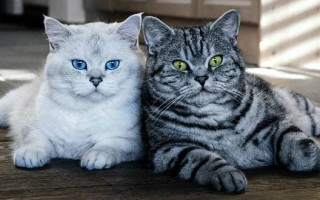 Отличия британских кошек от шотландских: в чем разница
