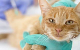 Отёк легких у кошек: причины, симптомы и лечение