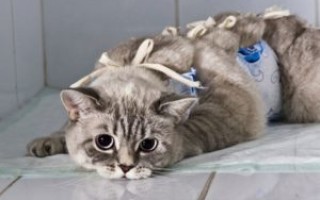 Что такое стерилизация кошек