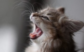 Проблемы с зубами у кошек. Виды заболеваний зубов у кошек и их лечение