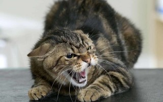 Симптомы бешенства у кошек: Основные способы выявления недуга