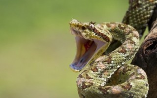 Интересные факты о том как охотятся змеи || Интересные факты о том как охотятся змеи