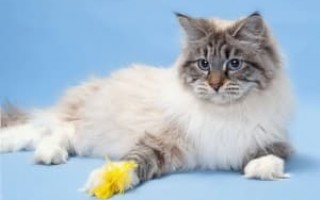 Порода кошек невская маскарадная – как ухаживать за кошкой со сложным характером (140 фото)