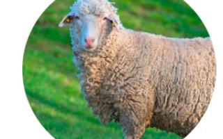 Возродится ли в Беларуси разведение овец? Продал все ради овец и программы Лукашенко. Сириец развивает овцеводство под Шкловом