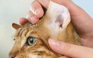 Чистят ли уши кошкам и котам и как правильно это делать