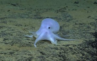Спрут или осьминог — описание и сколько живут эти животные. Морской осьминог (лат. Octopoda) Осьминог обитание